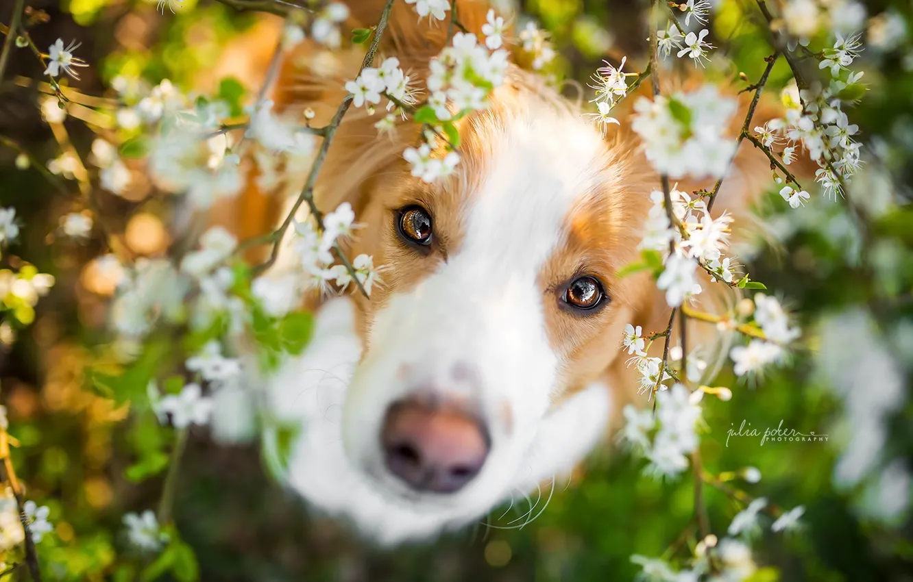 Photo wallpaper look, each, dog