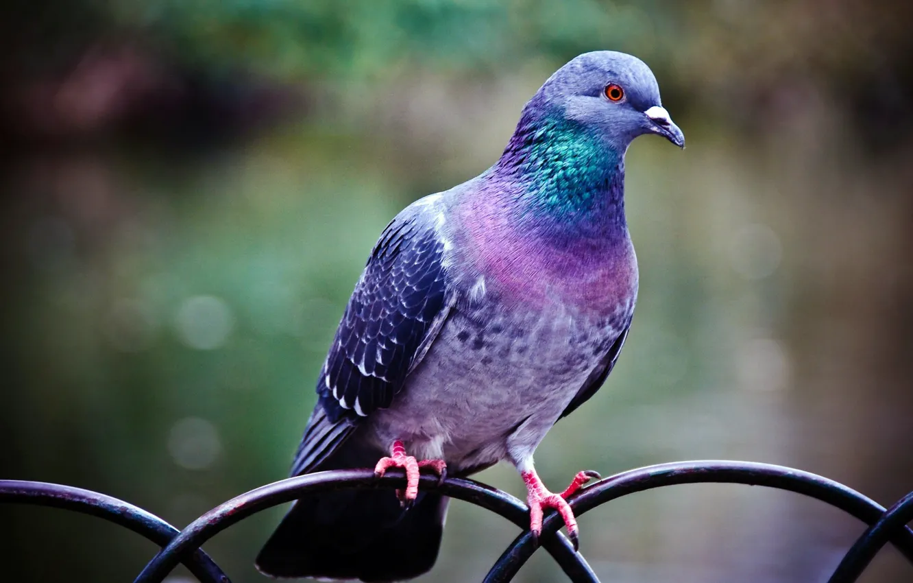 Photo wallpaper bird, the fence, color, paws, feathers, fence, pigeons, painting