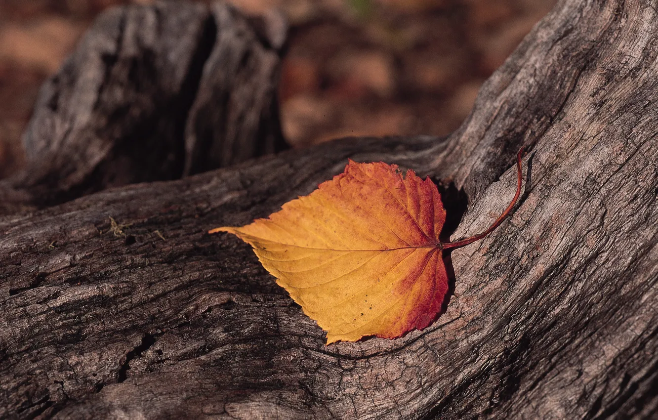 Photo wallpaper leaves, trees, bark