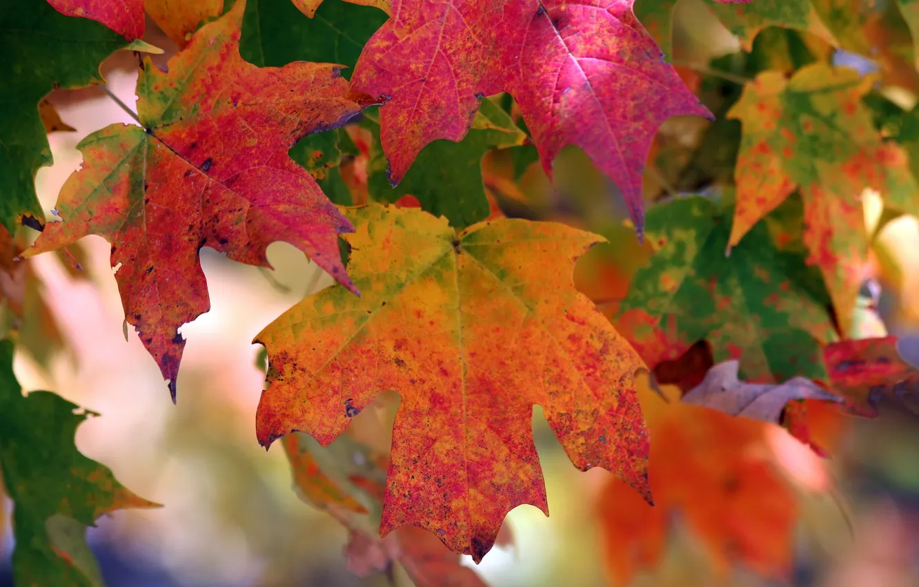 Photo wallpaper autumn, leaves, nature, color