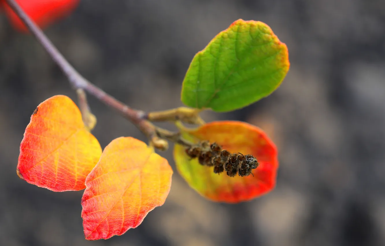 Photo wallpaper autumn, leaves, branch