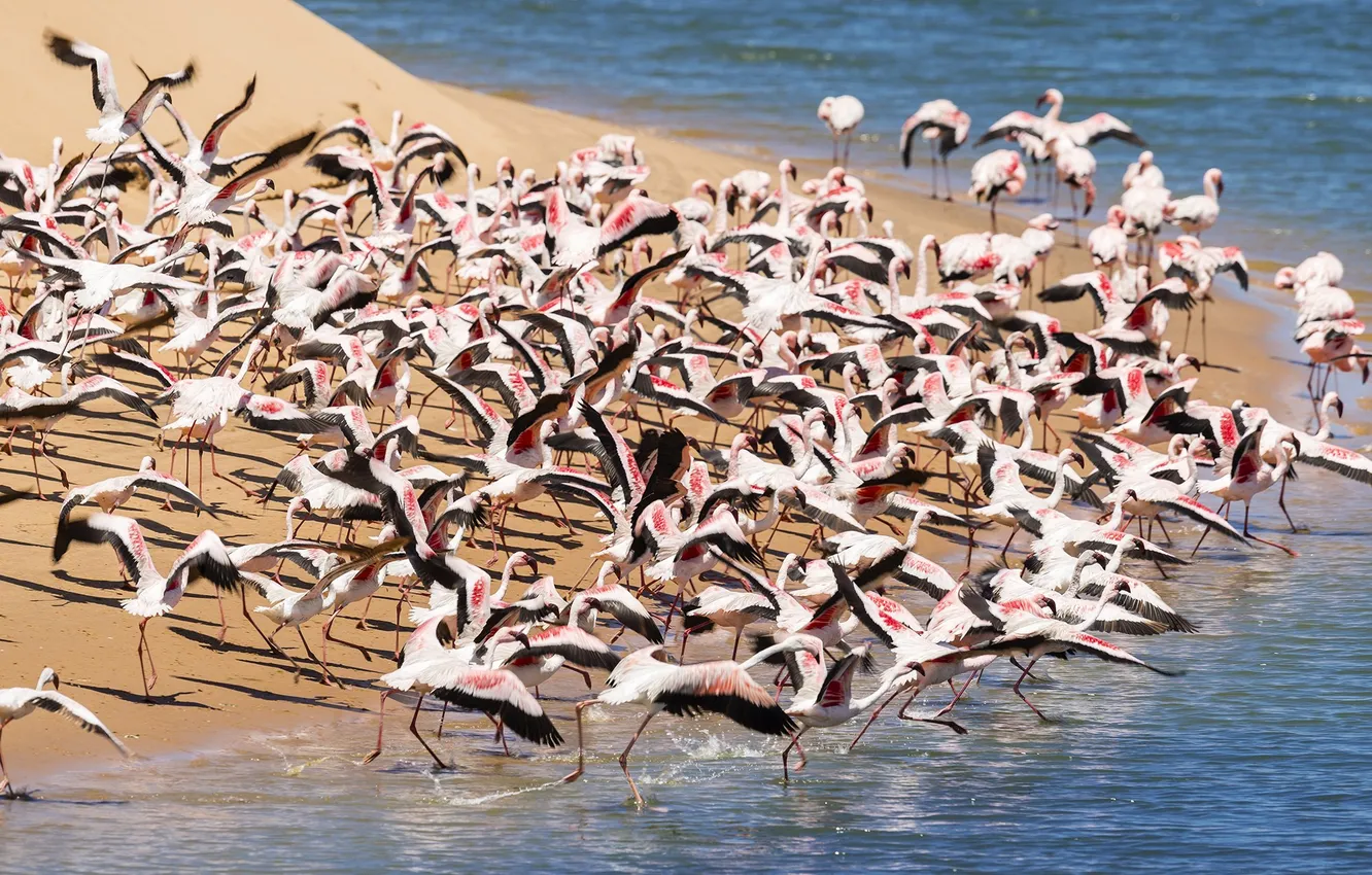 Photo wallpaper POND, PINK, PACK, BIRDS, FLAMINGO, The NUMBER
