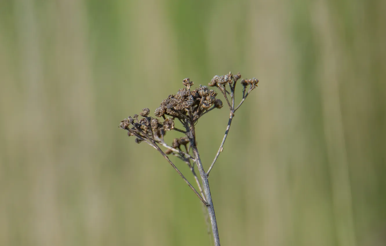 Photo wallpaper nature, minimalism, spring, bokeh, the grass is dry