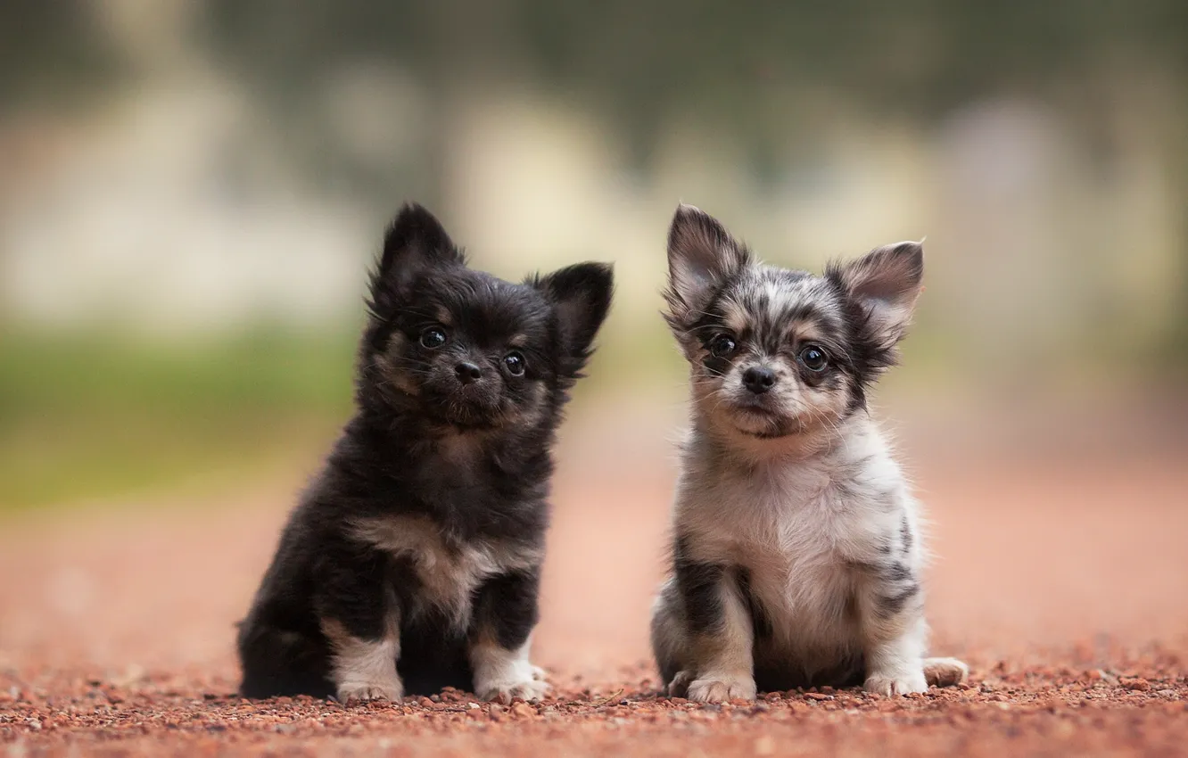 Photo wallpaper dogs, puppies, kids, a couple, Chihuahua