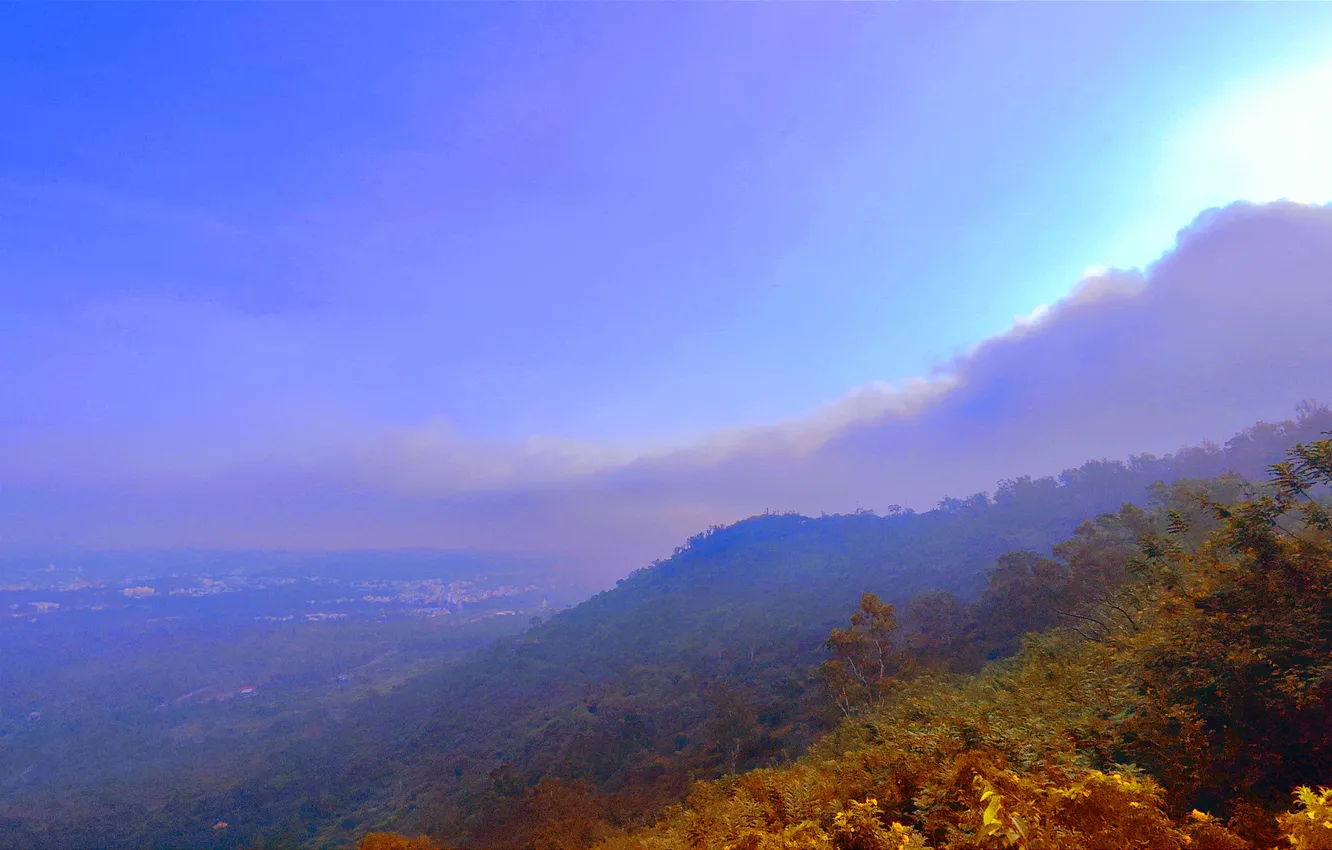 Photo wallpaper forest, sky, trees, clouds, mountain, morning, bushes, hill