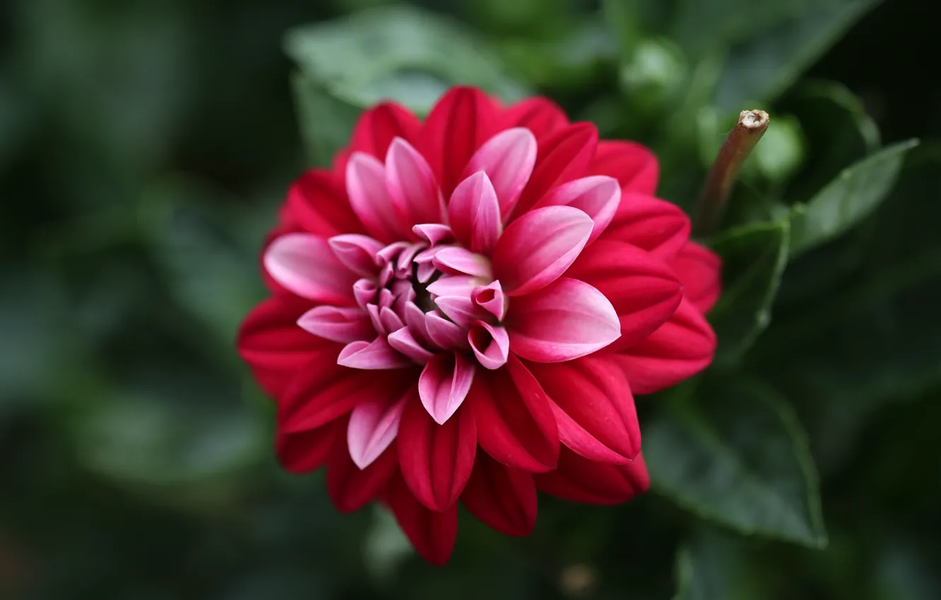 Photo wallpaper close-up, petals, Dahlia