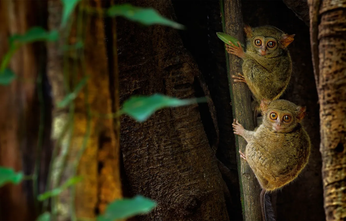 Photo wallpaper Indonesia, the primacy of, Eastern tarsier, Beside the tangkoko nature reserve, the island of Sulawesi, …