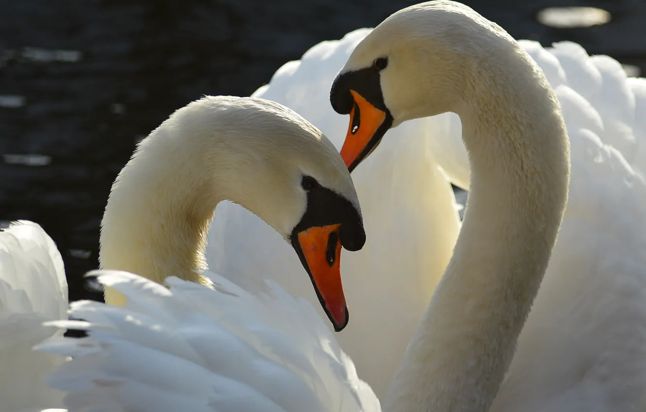 Photo wallpaper birds, white, swans