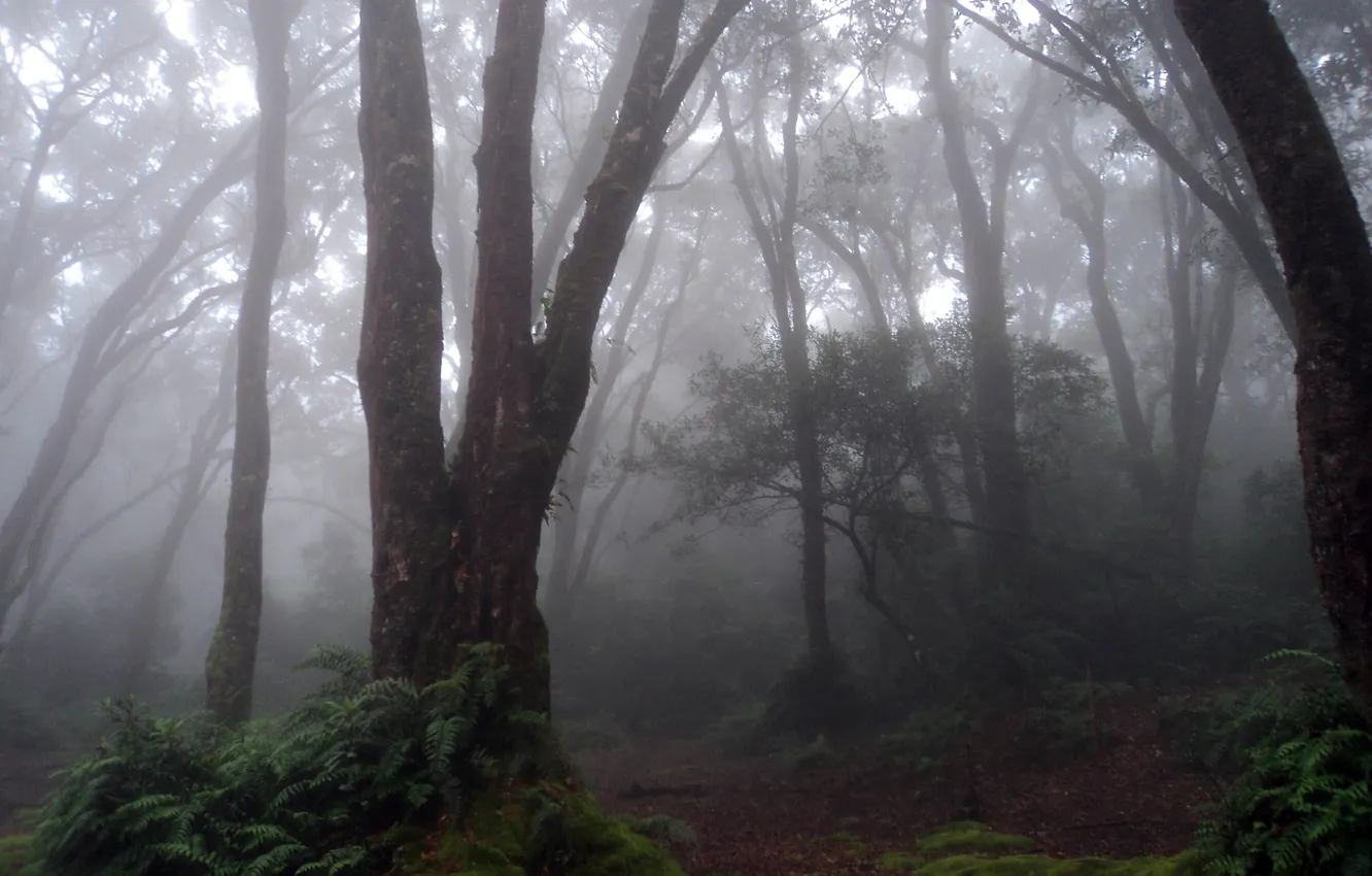 Photo wallpaper forest, trees, nature, fog