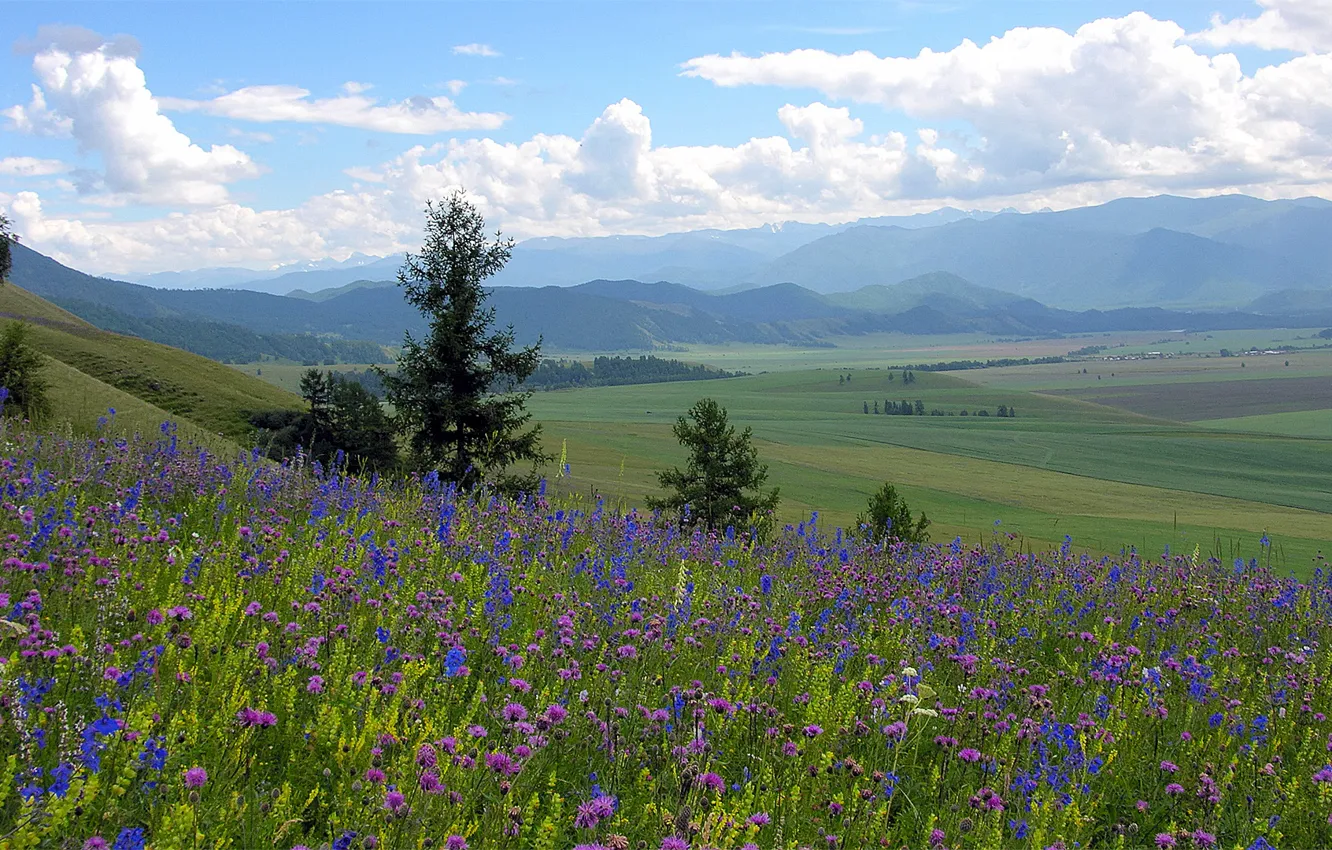 Photo wallpaper summer, space, cornflowers