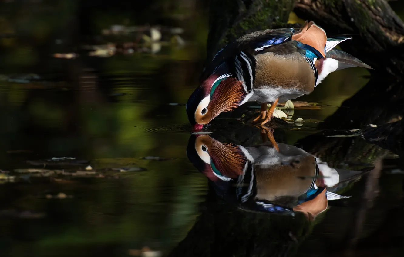 Photo wallpaper leaves, water, trees, nature, pond, reflection, the dark background, bird
