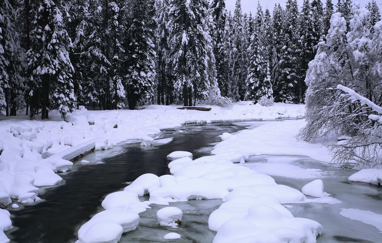 Photo wallpaper forest, snow, trees, river, panorama