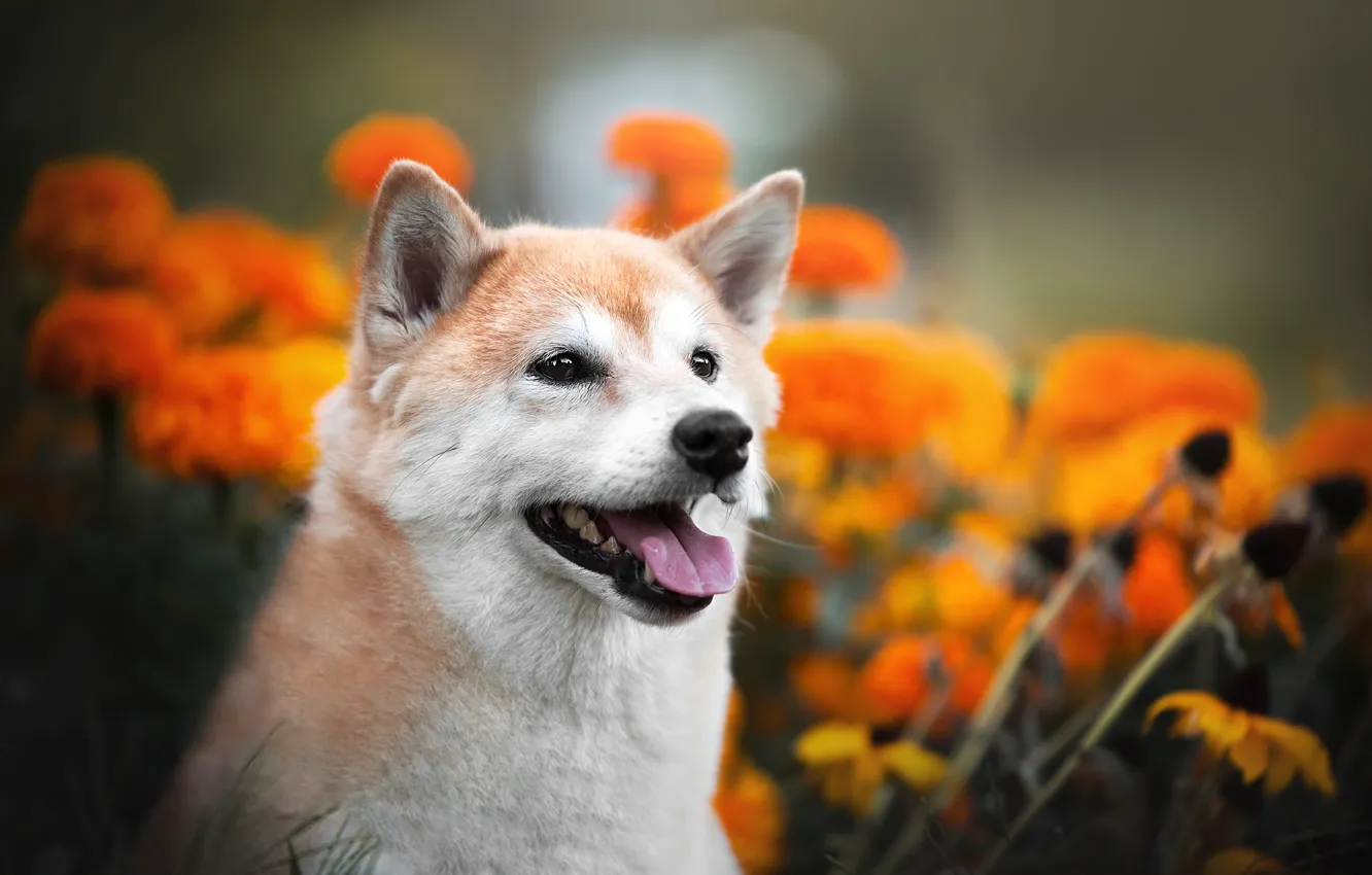 Photo wallpaper face, flowers, portrait, dog, bokeh, Shiba inu