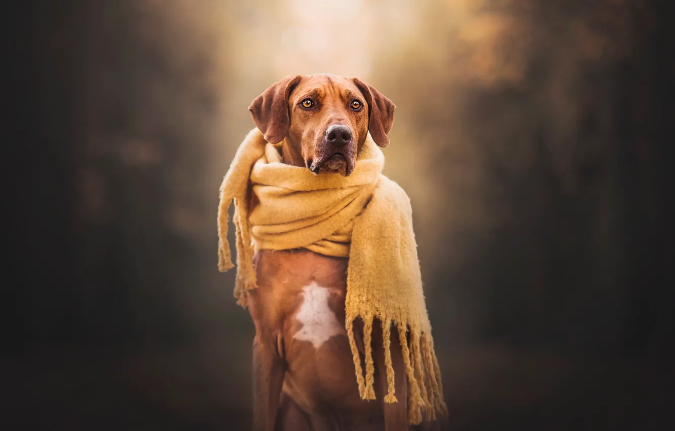 Photo wallpaper background, dog, scarf, Rhodesian Ridgeback