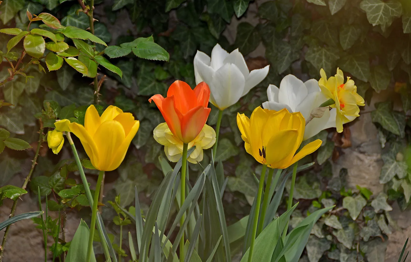 Photo wallpaper spring, tulips, tulips, spring
