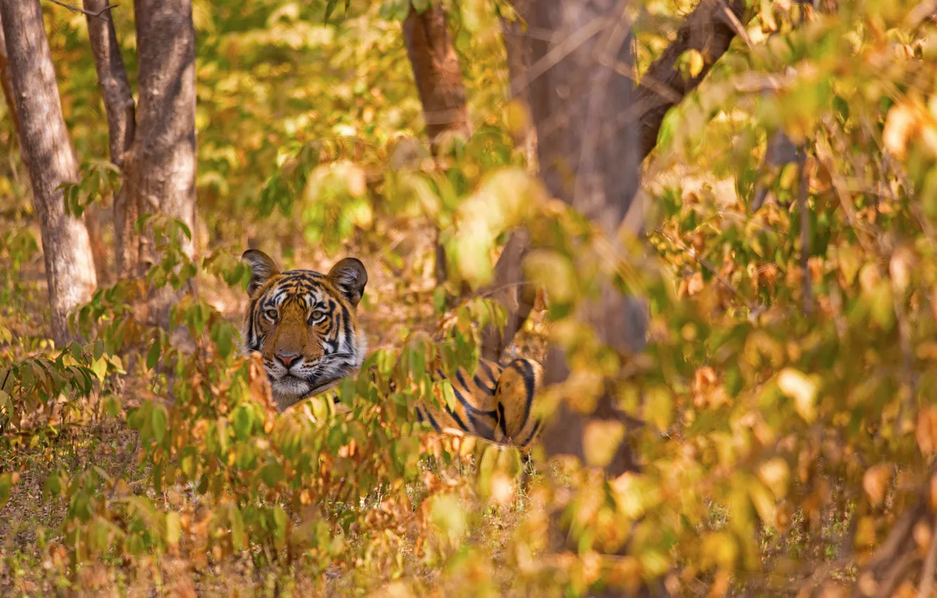 Photo wallpaper forest, trees, tiger, wild cat