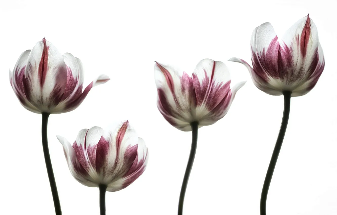 Photo wallpaper Tulip, spring, petals, stem