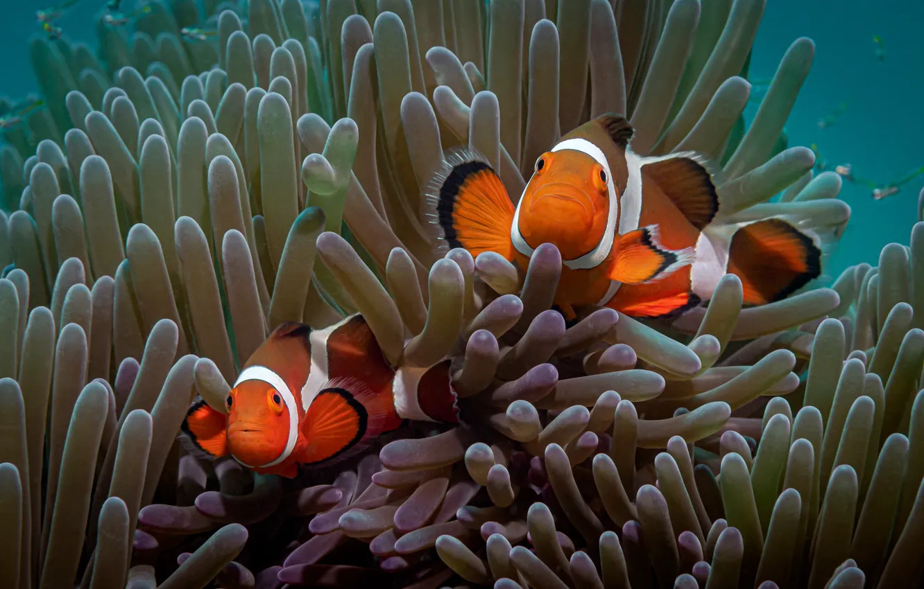 Photo wallpaper water, fish, clown, corals, pair