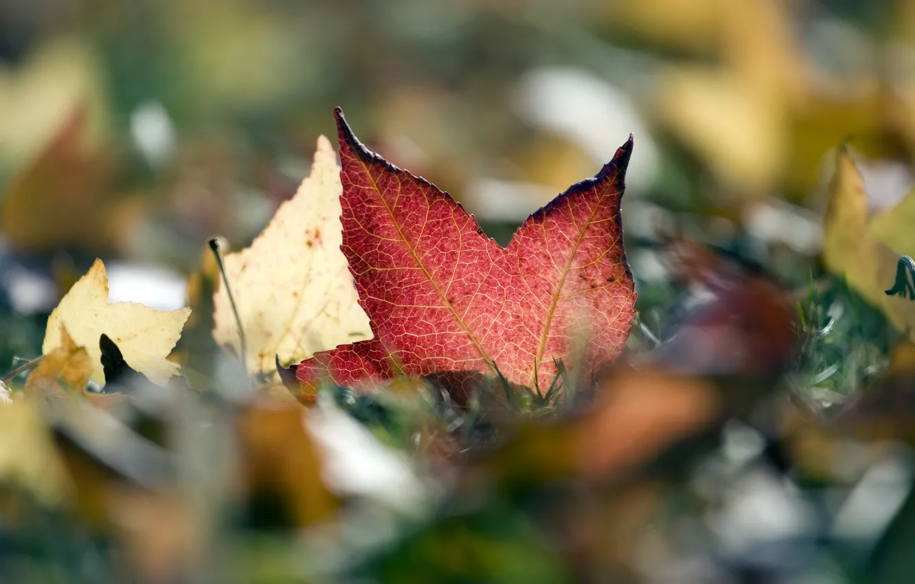 Photo wallpaper autumn, foliage, rustling, fall