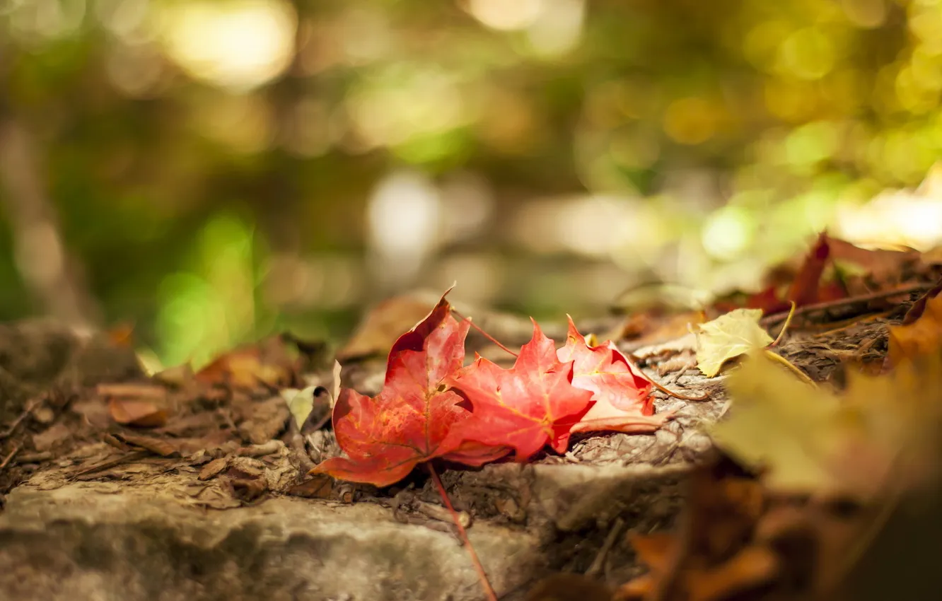 Photo wallpaper autumn, leaves, nature