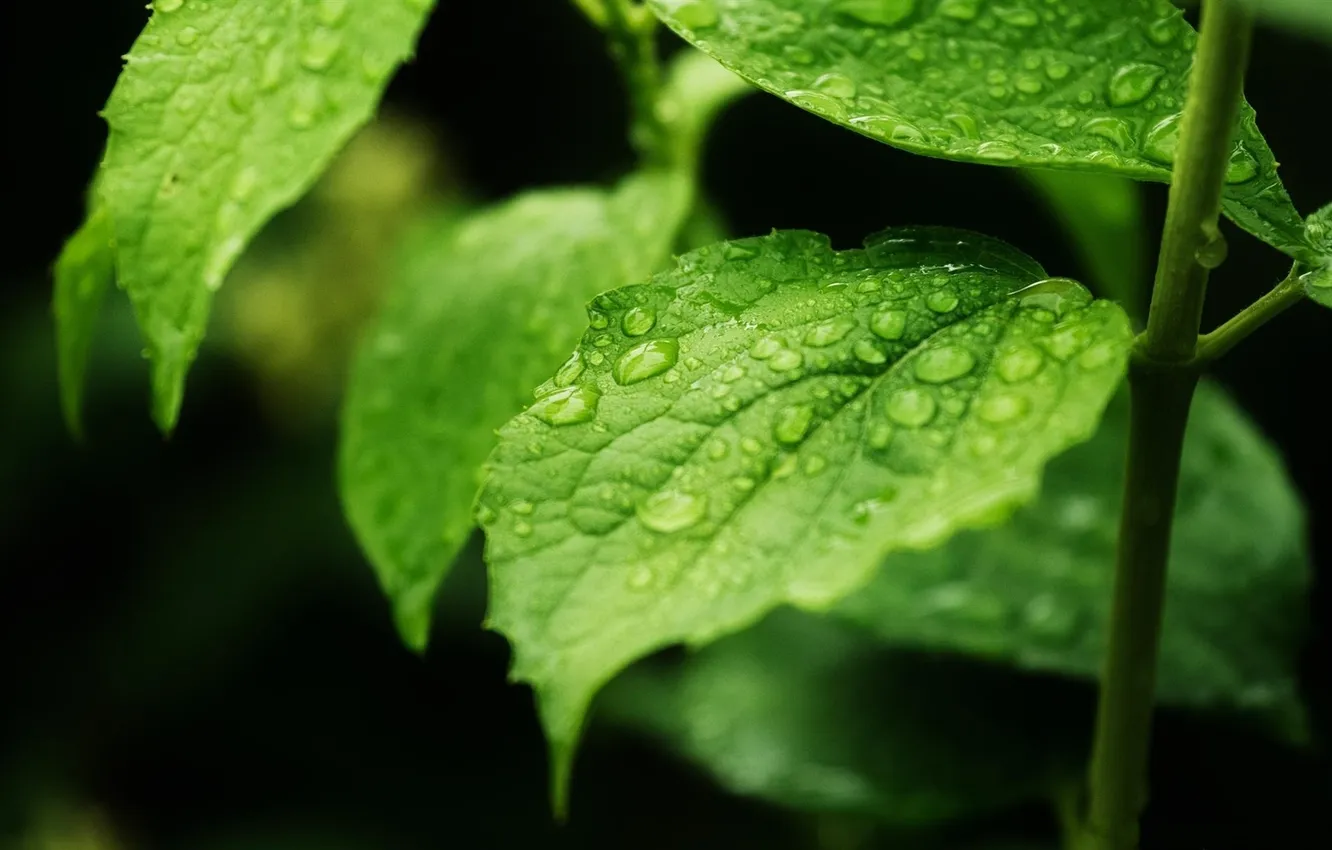 Photo wallpaper leaves, water, drops, macro, Rostock, the bushes, macro