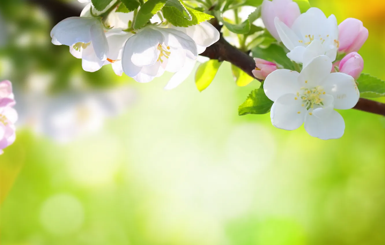 Photo wallpaper trees, flowers, nature, spring, petals, bokeh