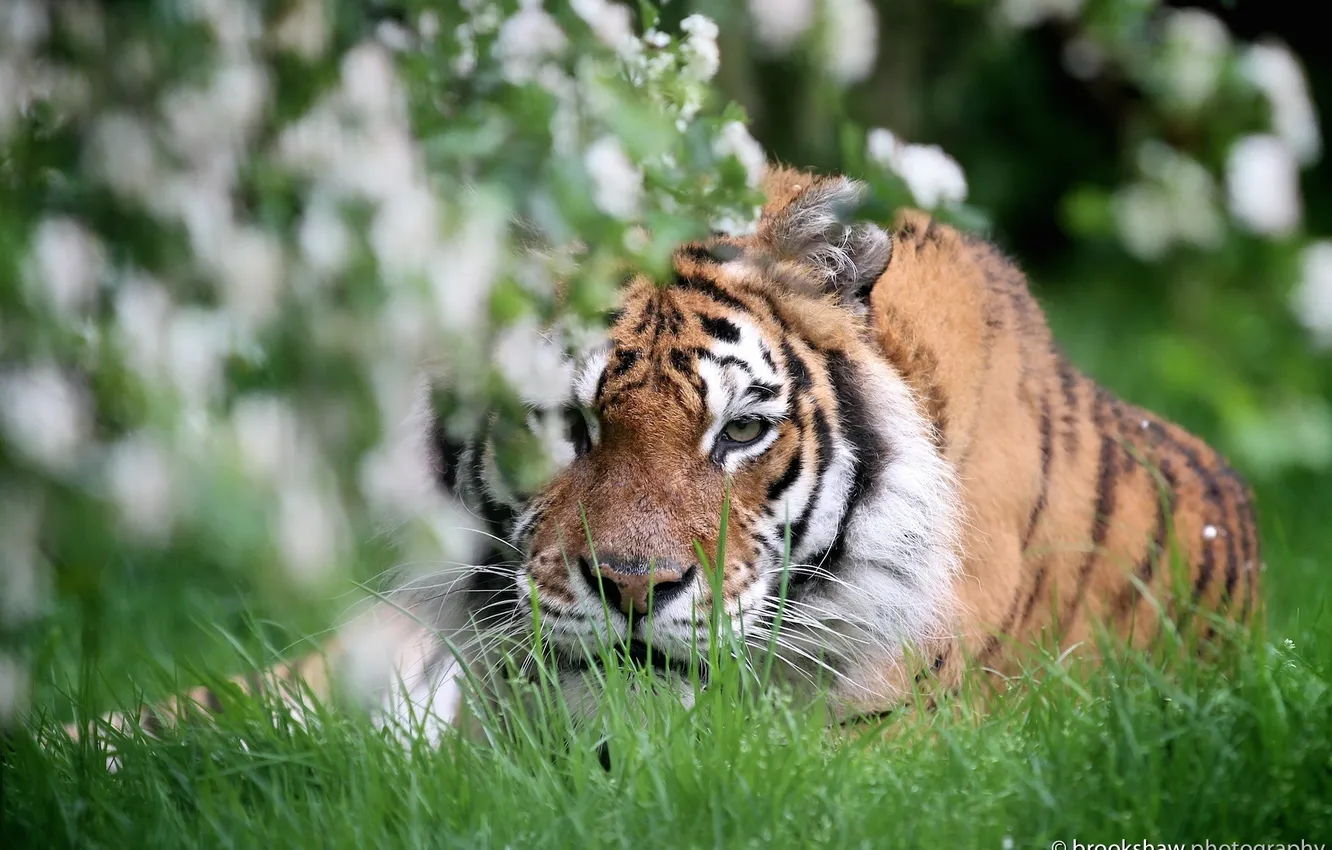 Photo wallpaper face, tiger, stay, predator, wild cat