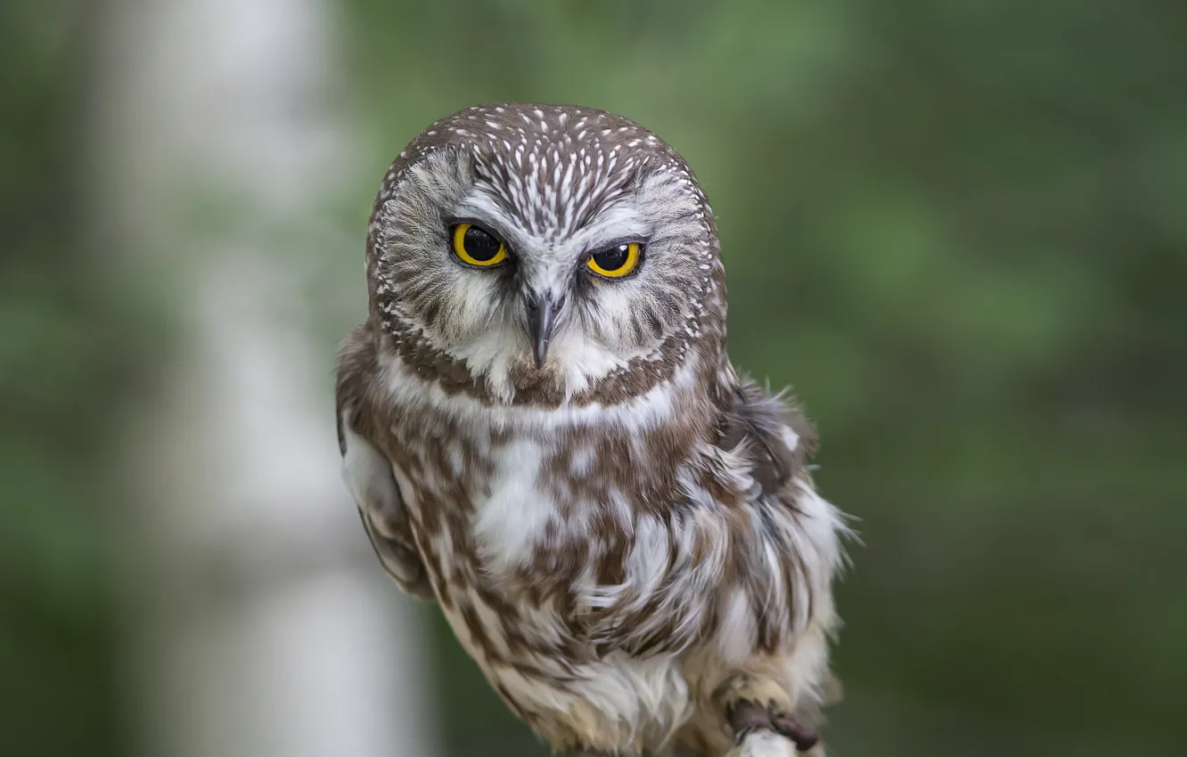 Photo wallpaper background, owl, bokeh