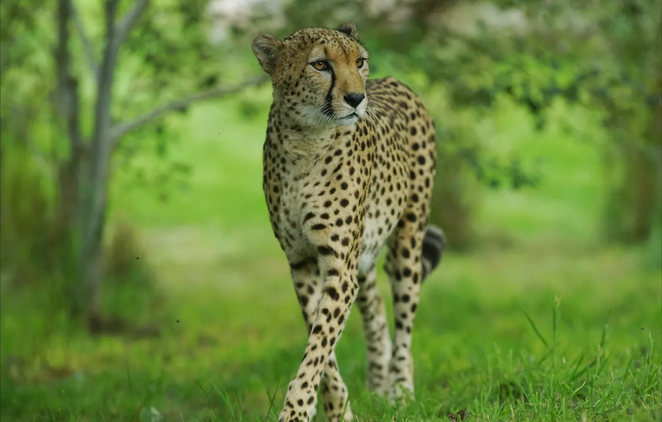Photo wallpaper Cheetah, grace, wild cat