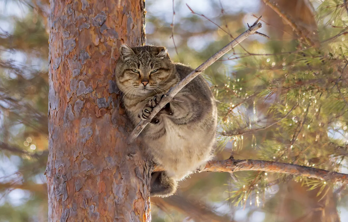 Photo wallpaper cat, on the tree, Kote, Irina Koledova