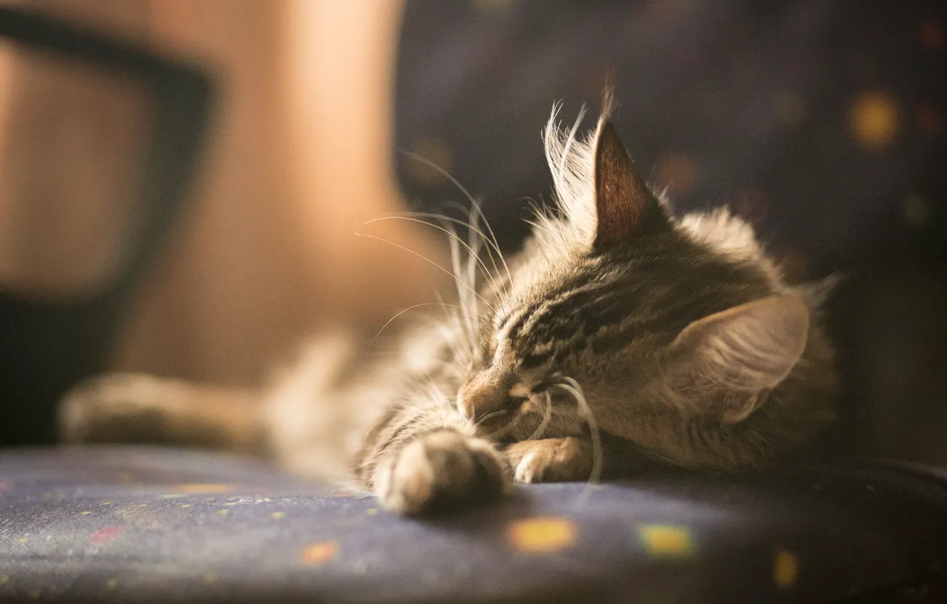 Photo wallpaper cat, animal, cute, sleep, sleeping, kitty, animal, British fold
