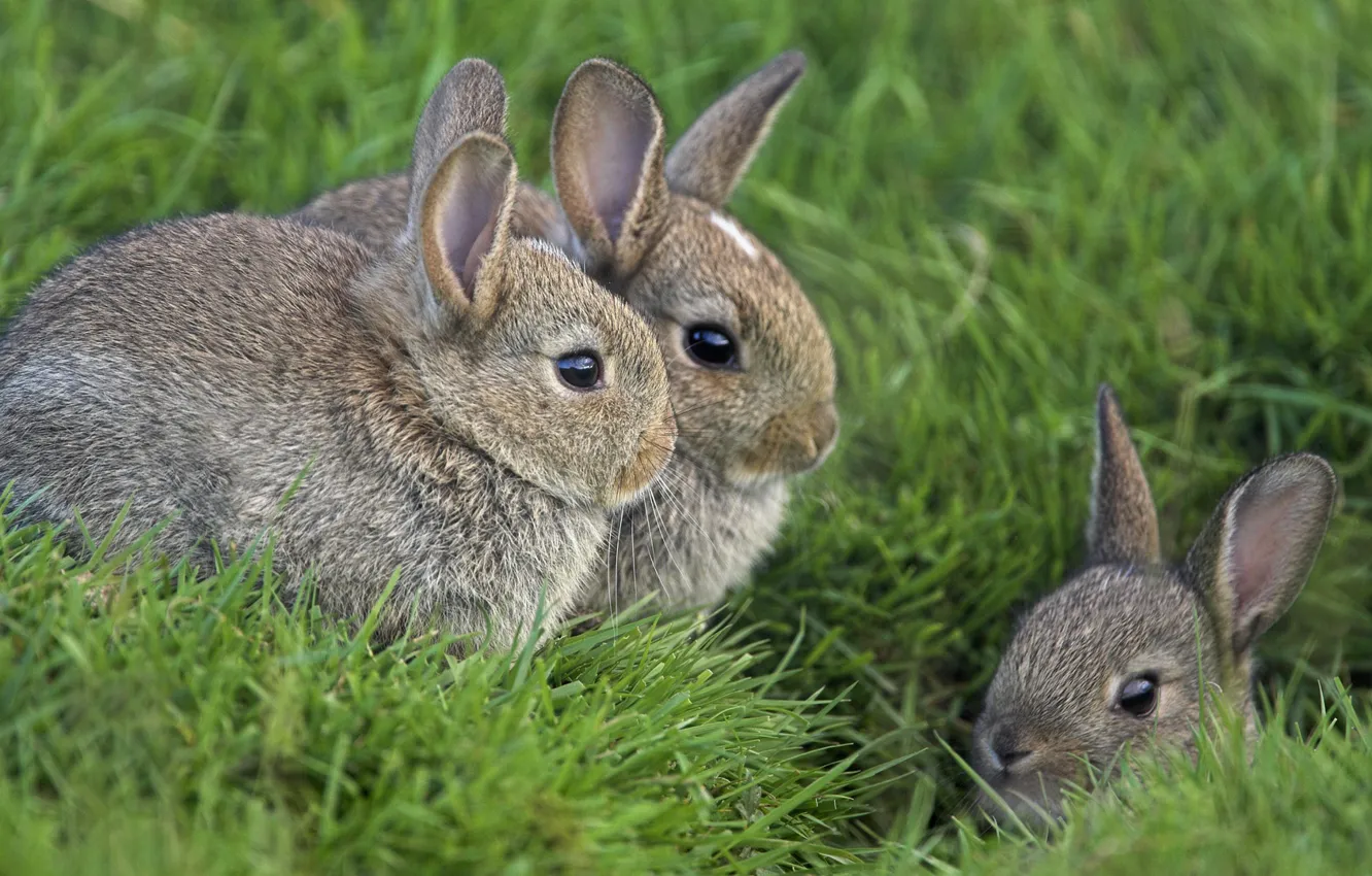 Photo wallpaper grass, eyes, rabbits