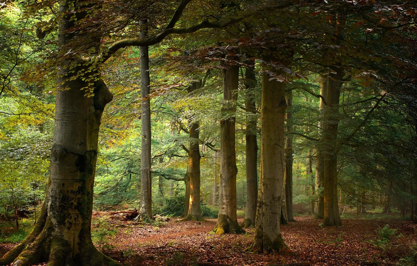 Photo wallpaper foliage, summer, trees, thickets, branches, forest