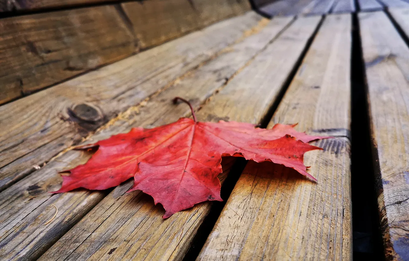 Photo wallpaper leaves, bench, shop, Artem