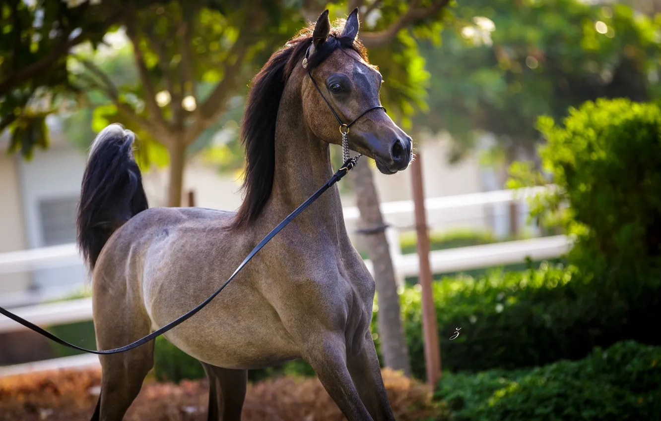 Photo wallpaper horse, horse, grace, Arab