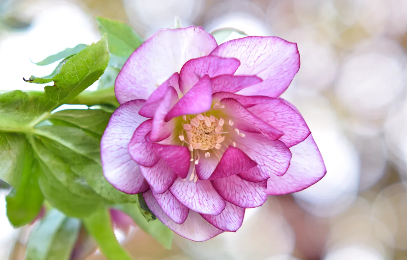 Photo wallpaper macro, pink, hellebore, heleborus
