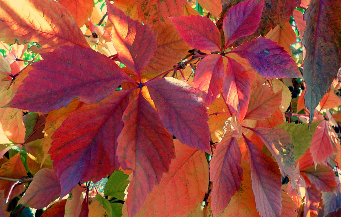 Photo wallpaper autumn, leaves, November