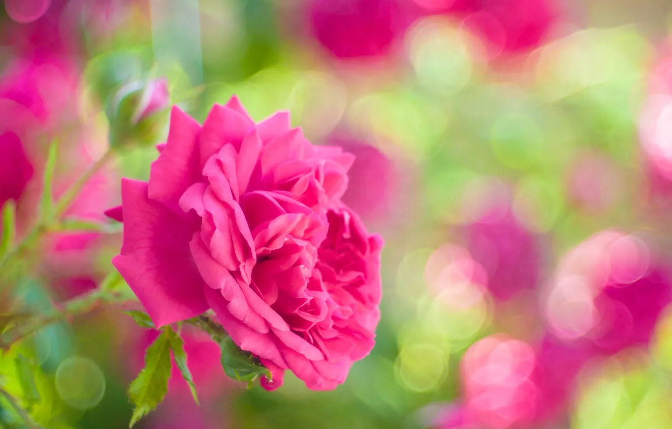 Photo wallpaper roses, petals, garden, buds