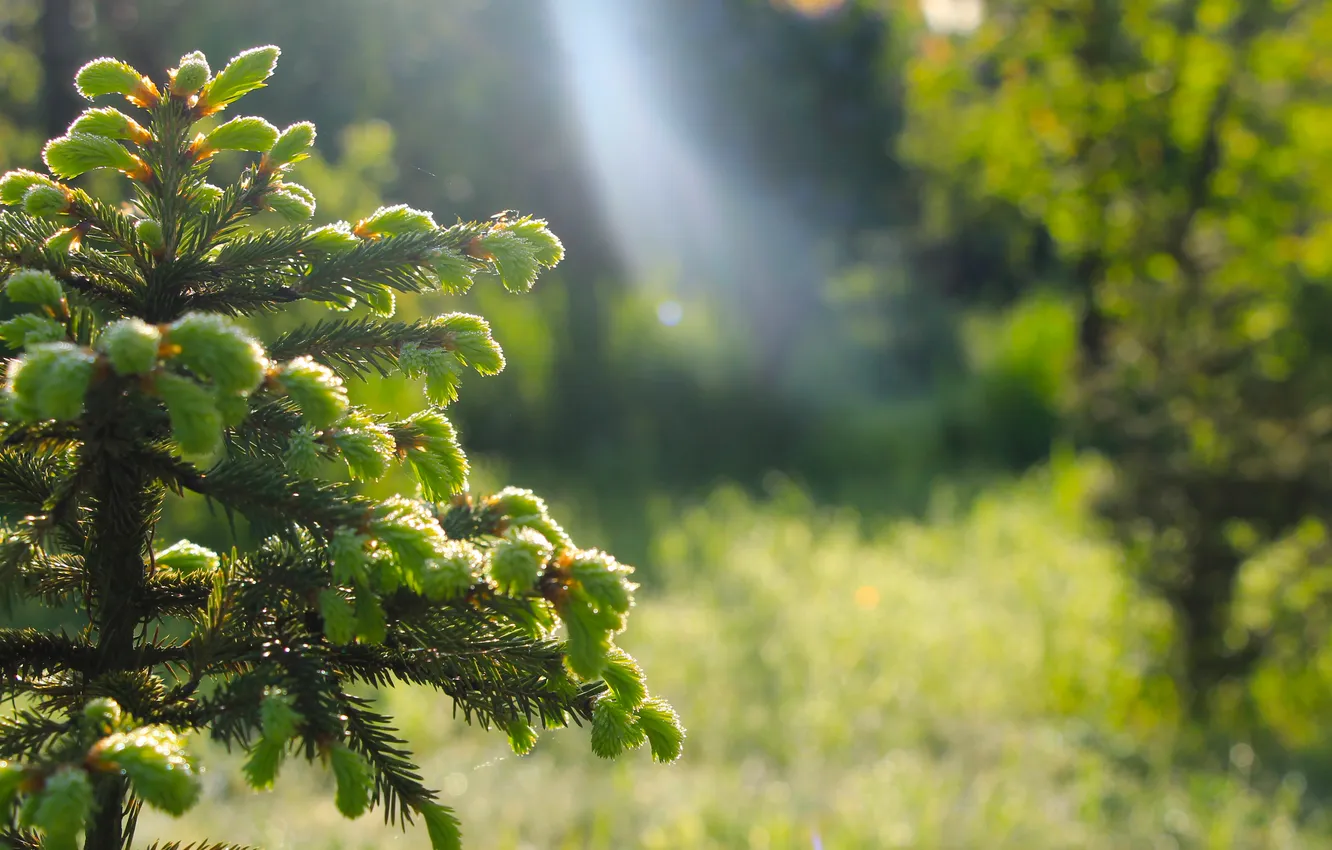 Photo wallpaper green, tree, spruce