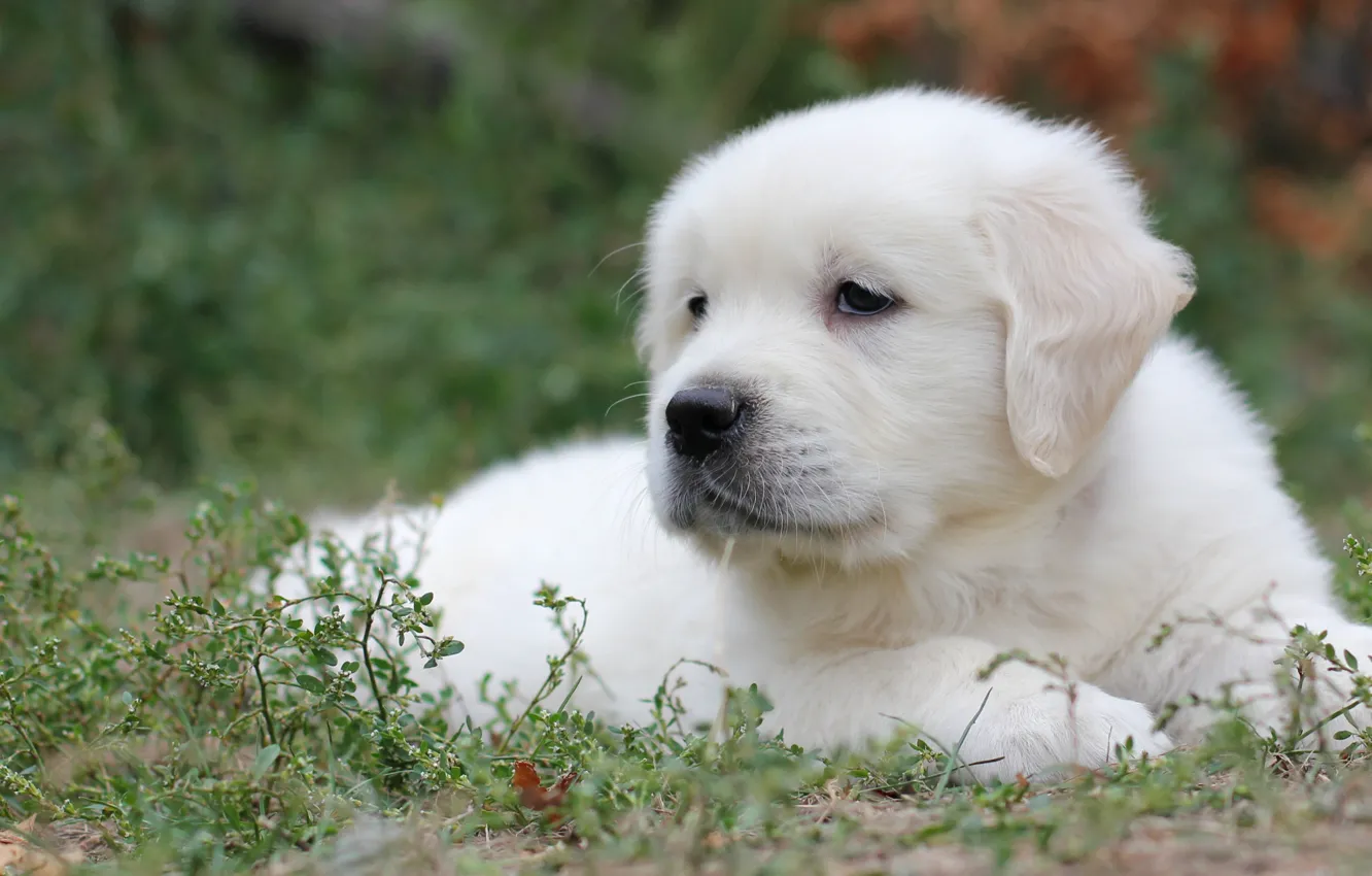 Photo wallpaper white, grass, puppy, Labrador, Retriever