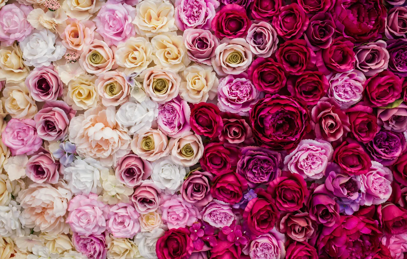 Photo wallpaper flowers, background, roses, white, buds, pink, flowers, decor