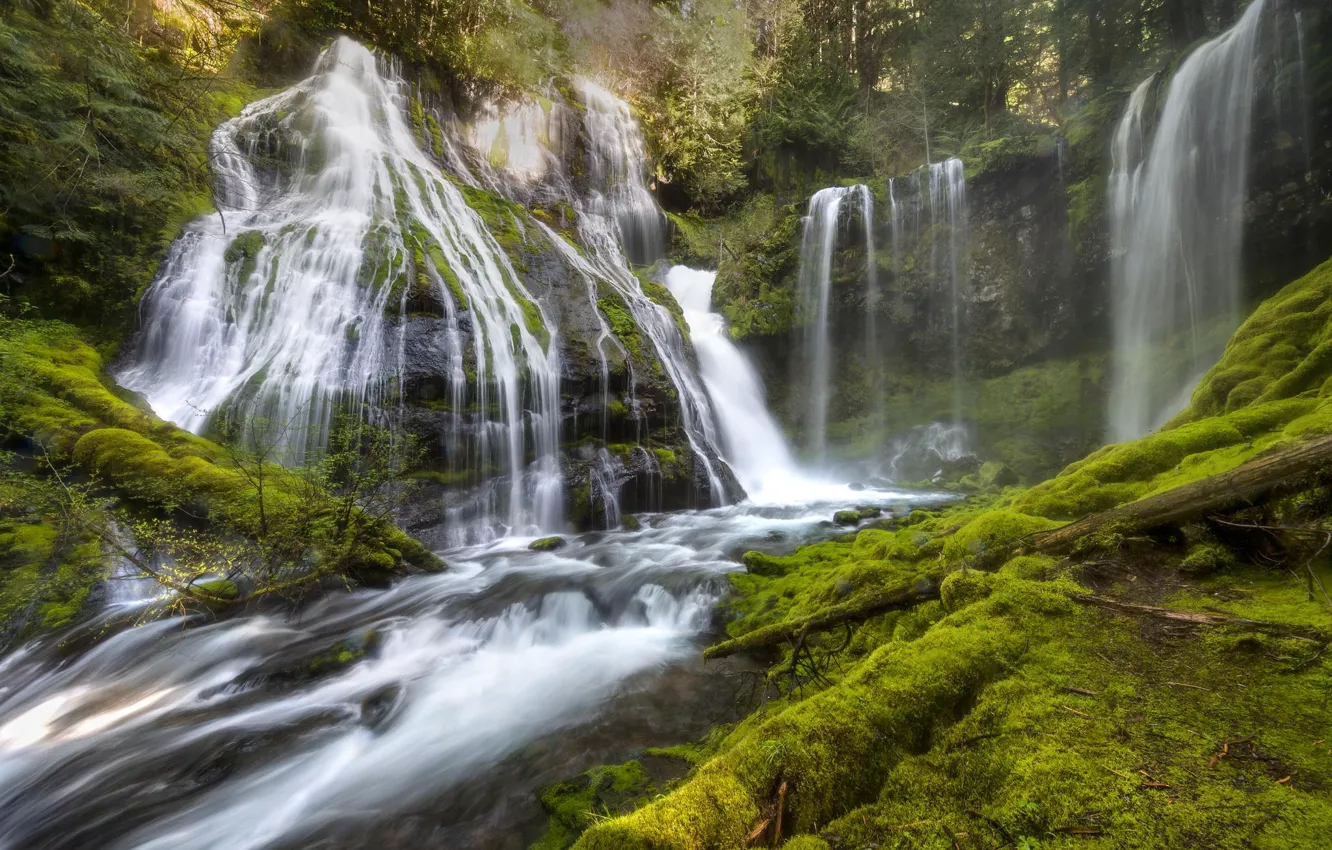 Photo wallpaper forest, trees, nature, plant, waterfall