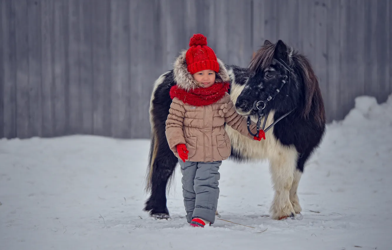 Photo wallpaper winter, snow, nature, each, horse, hat, horse, the fence