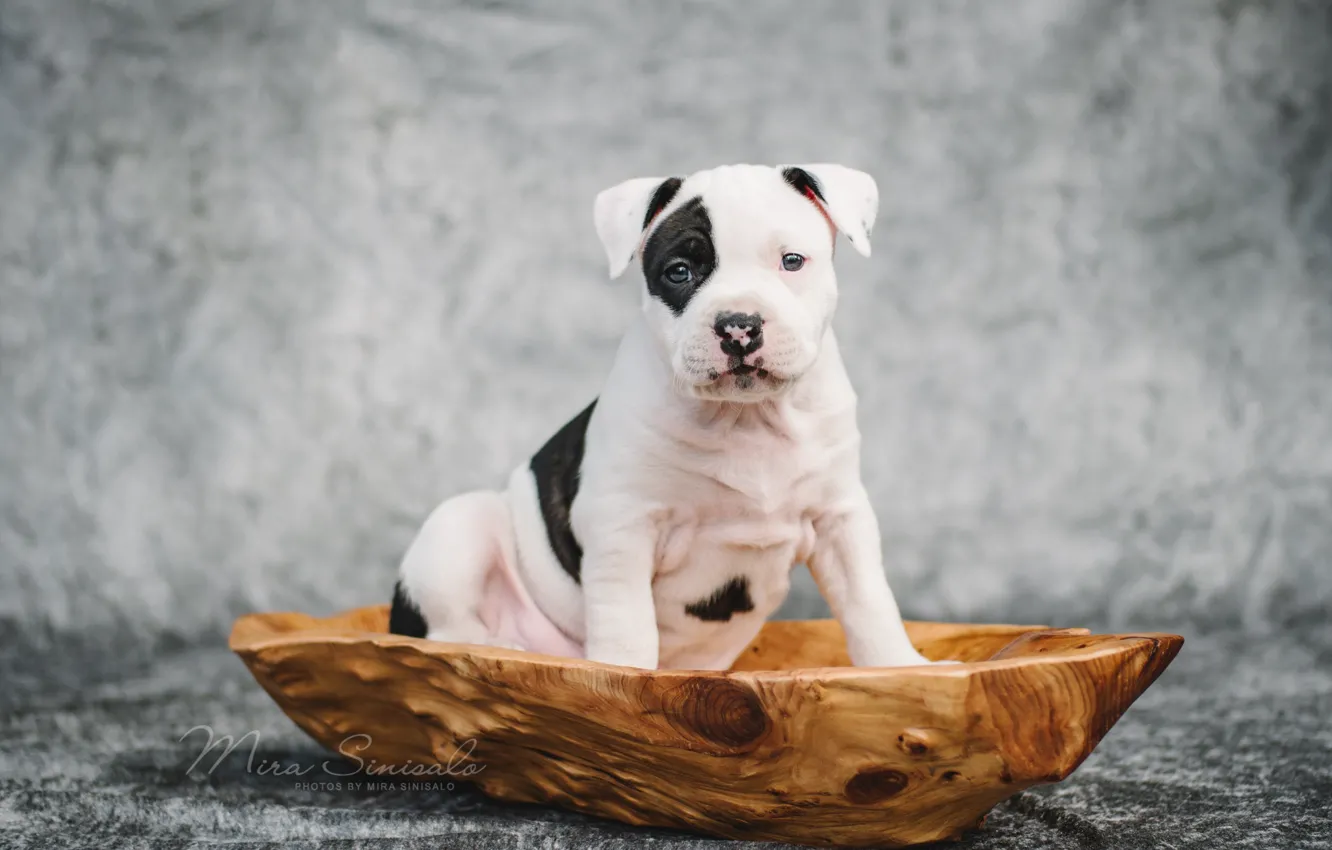 Photo wallpaper dog, puppy, amstaff, American Staffordshire Terrier