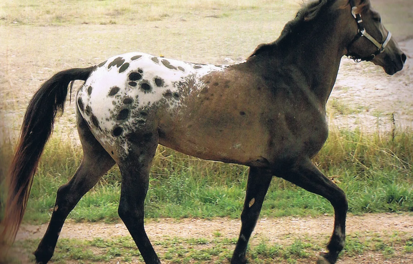 Photo wallpaper animal, horse, Native American, appaloose, nose pierces
