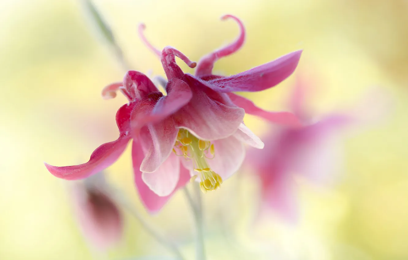 Photo wallpaper flowers, nature, petals, exotic, Columbine