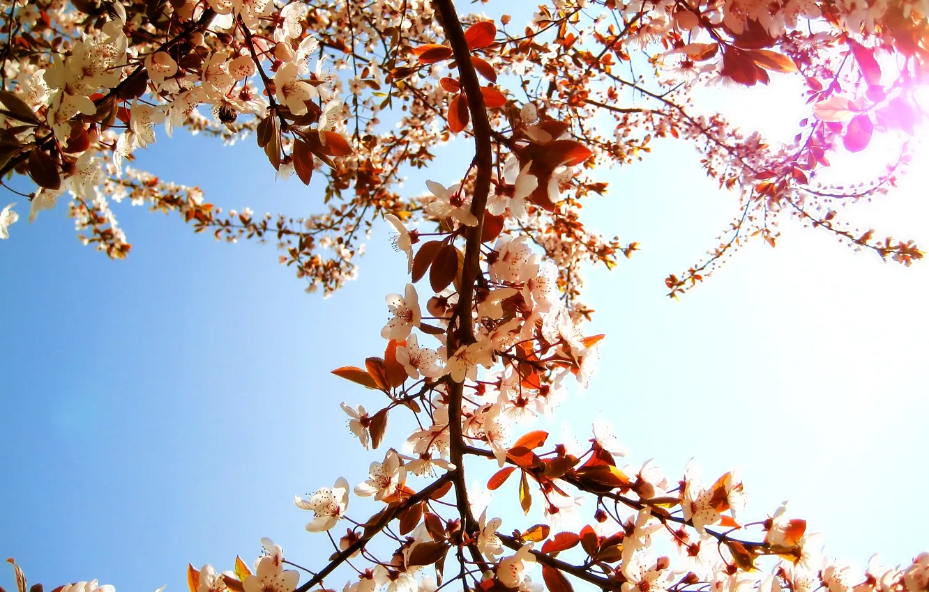 Photo wallpaper the sun, trees, flowers, branches, nature, petals, day, nature