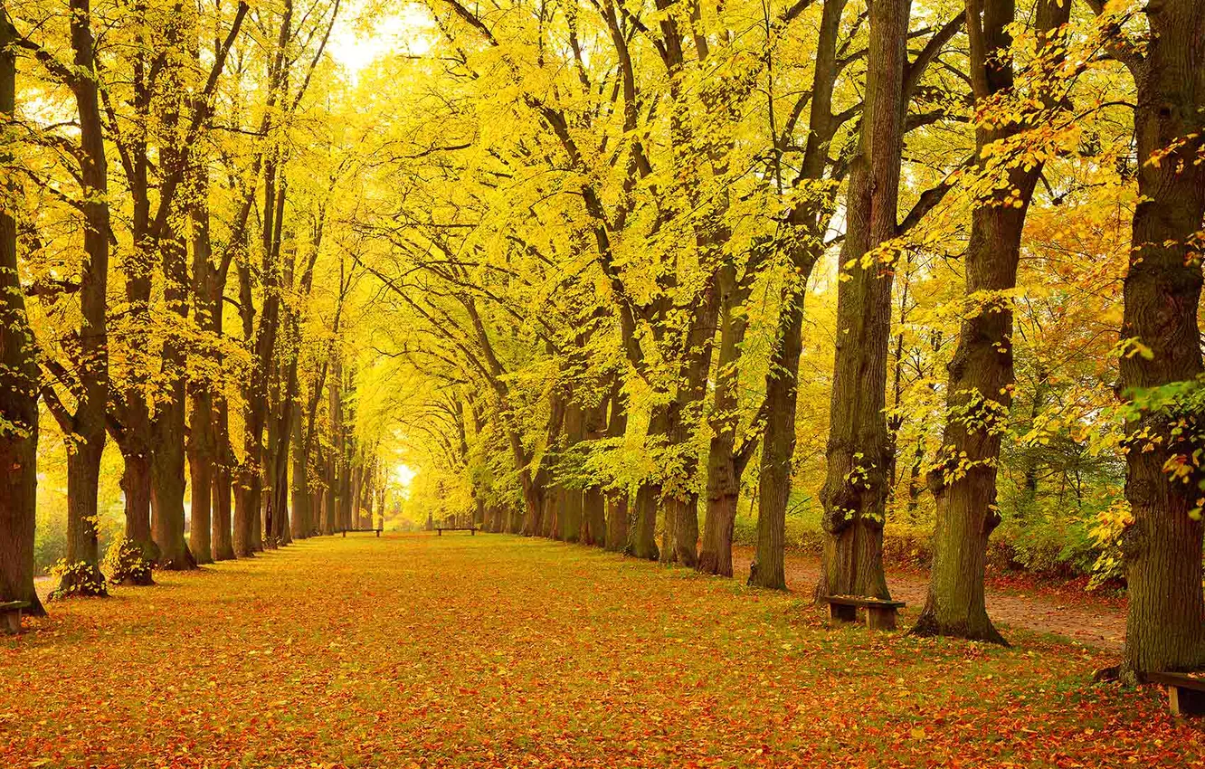 Photo wallpaper autumn, leaves, trees, Park, Germany, Bayern, alley, bench