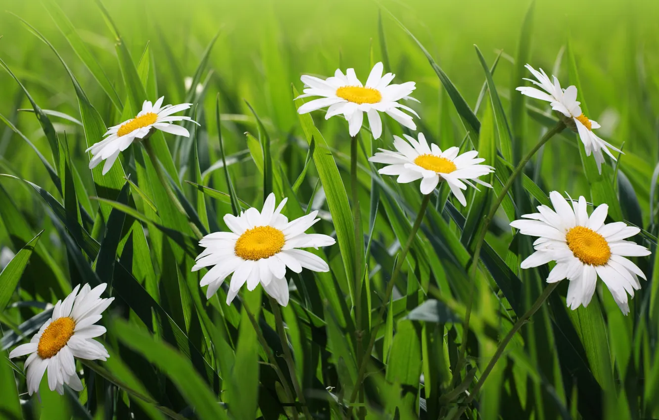 Photo wallpaper grass, flowers, nature, green, chamomile