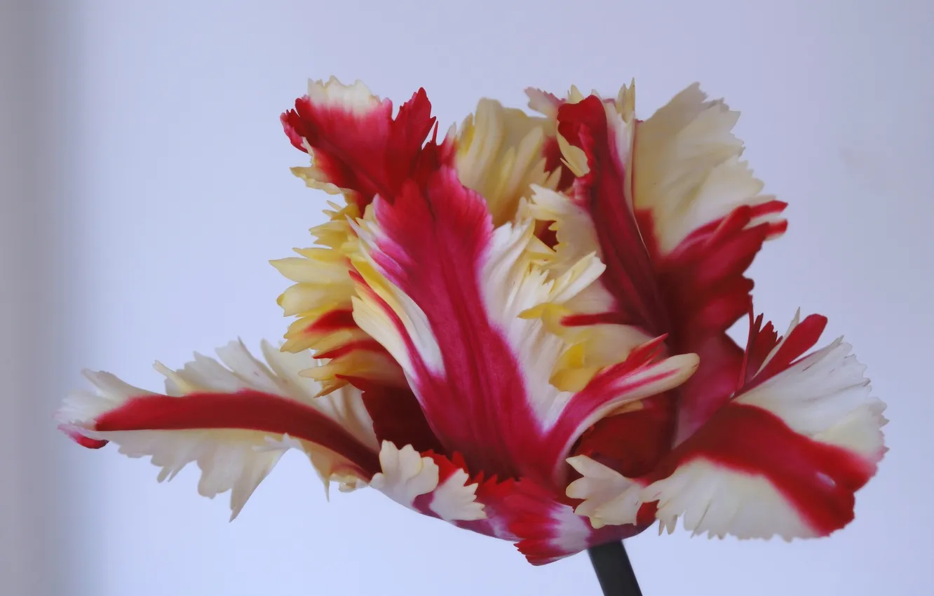 Photo wallpaper macro, petals, tulips